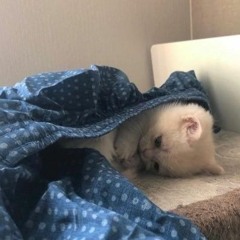 youre holy (alternatively: im in your walls)