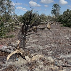 Southeast Georgia Pecan Update - Hurricane Helene Damage