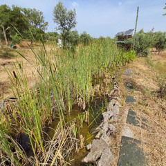 250330t0730Z OLIVAL DA CATIVA  MS STEREO FROGS