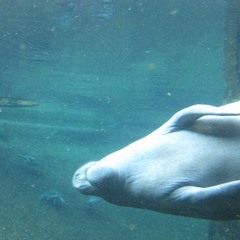 Caprice For Manatee and Bassoon