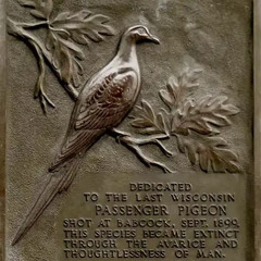 On a Monument to the Pigeon
