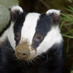 A Badger's sniff