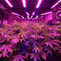 THAT PURPLE