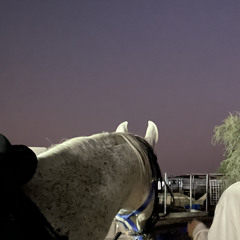 بترجعين X راشد الماجد