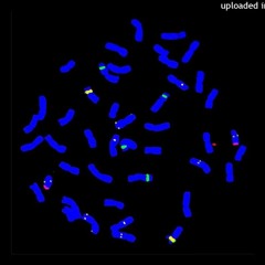 Tools 4 Seduction - Choruscan [ANN001]