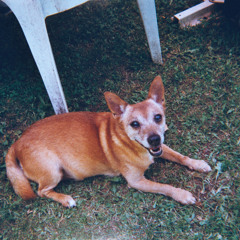 SHITTY JARNYSIAN MIXTAPE VOL 1