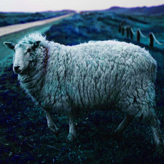 In My Wool