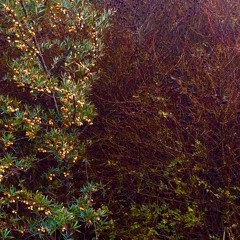 X (hjerte) (JEG SLÅR DIG IHJEL!) Dræber dig-vox-mx