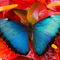 Dream Land in my Eyes