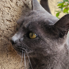 Black Cat