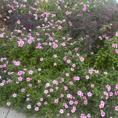 cake prod 1babysiahh