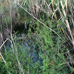 Frog croaks in a well