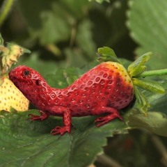 Zebra bananza (ignore straw lizard)