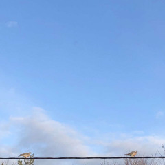 Blue, Blue Skies