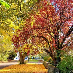 Reflections 097: Embracing the Fall
