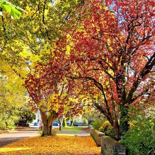 Reflections 097: Embracing the Fall