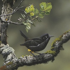 Kauai Bird Beat