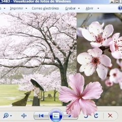 japan and same vibe°~•