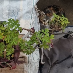 saucillator_20251225_012513.wav