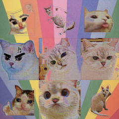 Cattitude ft. Lil’ Neko the Gato