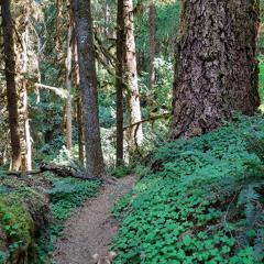 Absorb Order Radiate Chaos