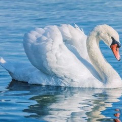 The Silver Swan