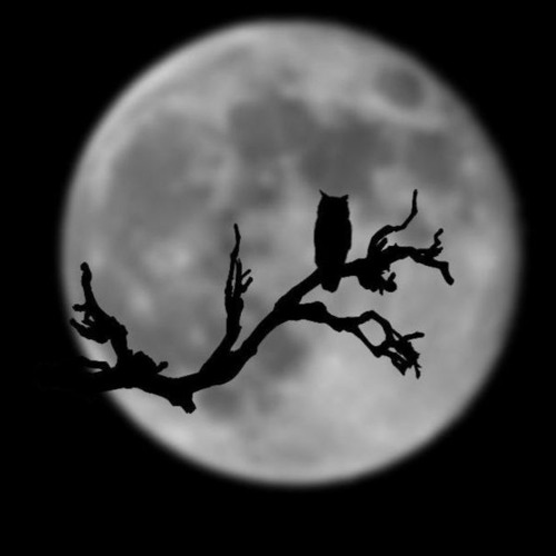 Moonroots