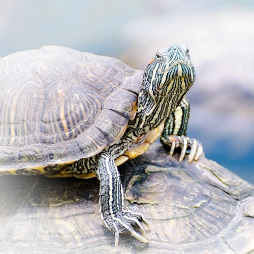 turtle line