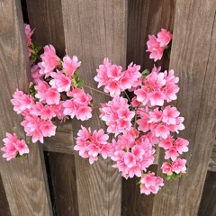 Vanilla Sorbet (draft 2)