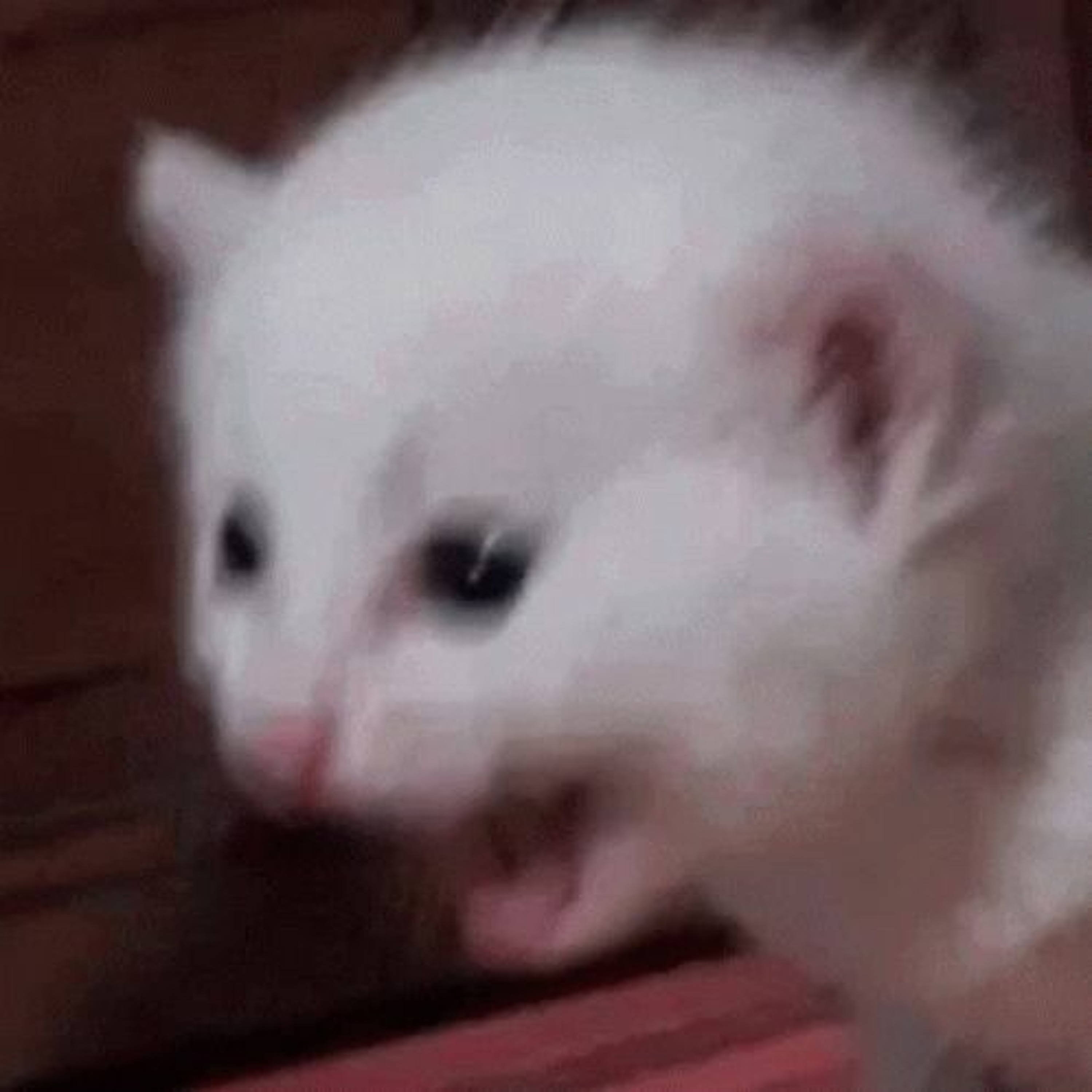 Noisy Boi