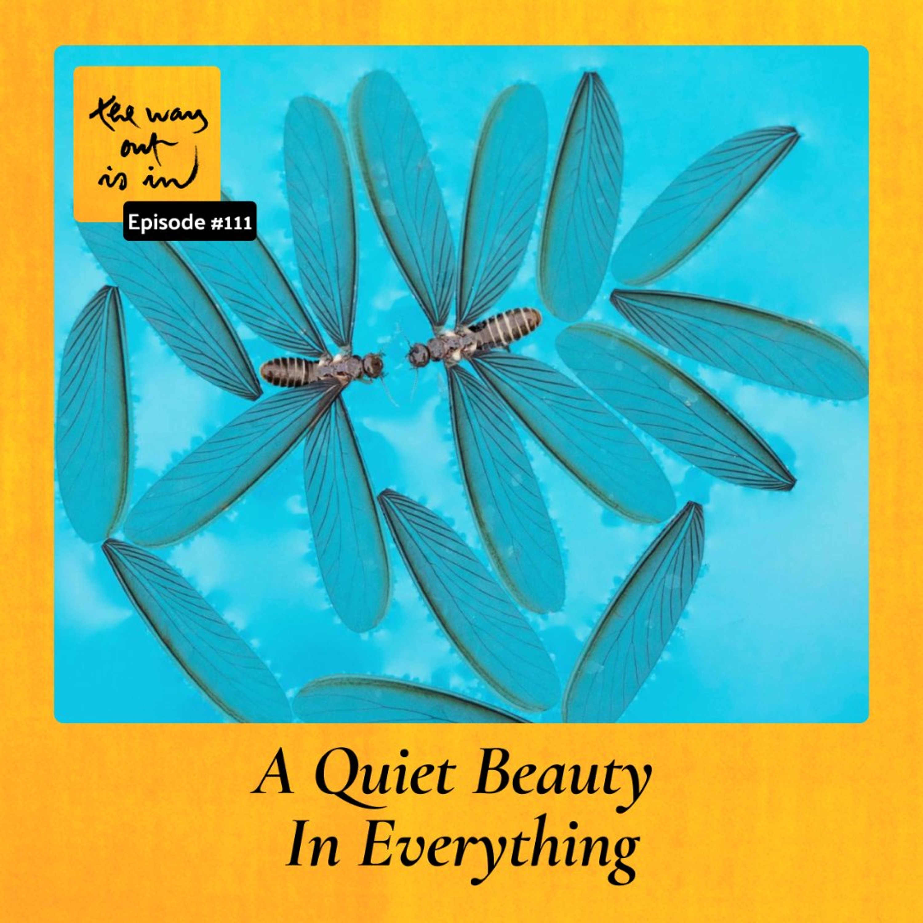 A Quiet Beauty in Everything | TWOII podcast | Episode 111 episode artwork