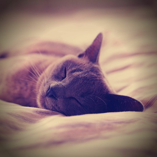 Stream Música para dormir Gatos Listen to Background Music Cat