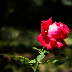 Eclecticist: Valentines: The Morning After Mix - 15 February 2024