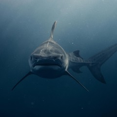 Shark Attack! (Longo - Middle School Drumline)