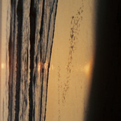 6.水際の夢(2023.10.22.last reversal)