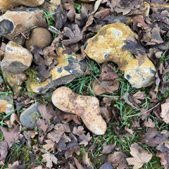 Stone Clearing with Richard Herring - Chapter 183