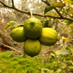 الرقية الشرعية من المس والعين والسحر بصوت منصور السالمي