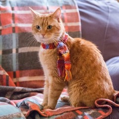 [VOIR!]— A Street Cat Named Bob (2016) en Streaming-VF en Français MP4/720p [O744674M]
