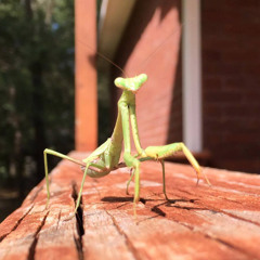 Blaqstarr - Shake It To The Ground (feat. Rye Rye) [Mantismix]