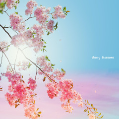 Cherry Blossoms