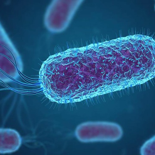 E. Coli Reduction | Eradicate Excessive Bacteria & Relieve Diarrhea & Protect Intestines