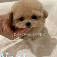 NOEL — Micro Teacup Poodle for Loving Homes Germany | Tiara Pet
