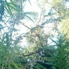 Митяев - Одноклассница