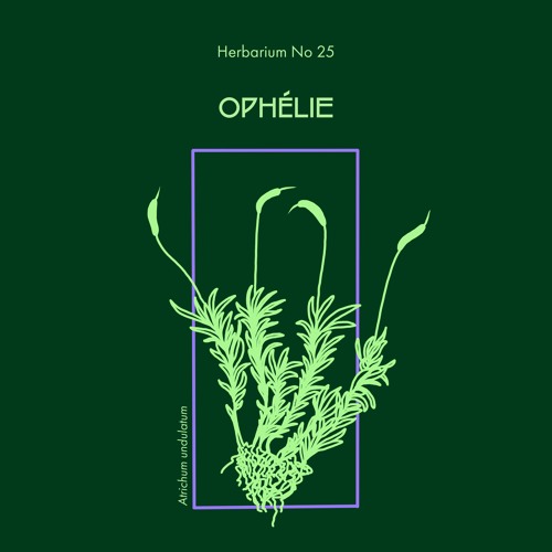 Herbarium No 25 - Ophélie - Atrichum undulatum