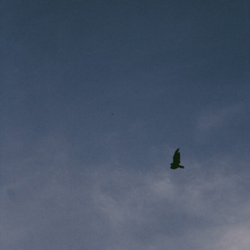 Sigrid - Everybody Knows (Project: Elysian Remix)