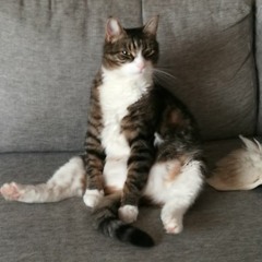 Good Cotton (bn 8345 2)