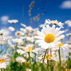Daisies
