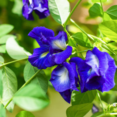 Flower Waltz, Butterfly Pea, Op.9 no.3