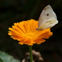 Butterfly Heaven