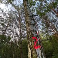 FLUCC - Forest Goblin